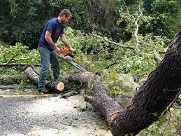 Professional Tree Services in Mays Landing, NJ