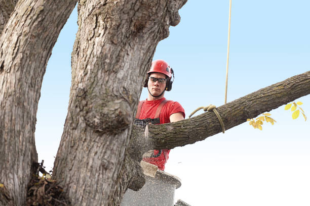 How Our Tree Care Process Works  in  Mays Landing, NJ